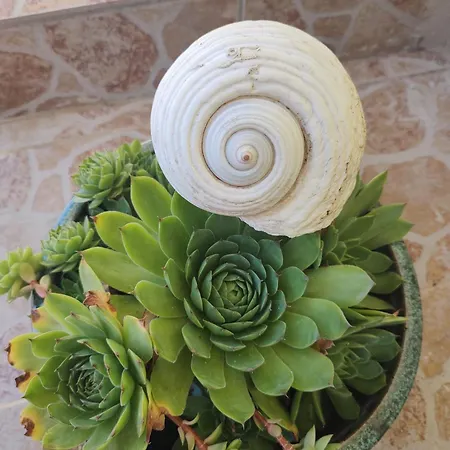 Sara Lägenhet Tribalj