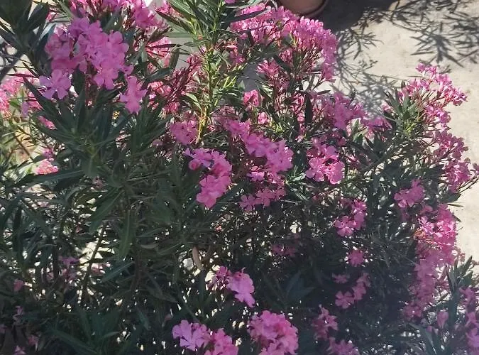 Apartman Sara Tribunj (Sibenik-Knin)